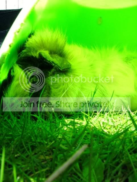 SleepyPigwig.jpg