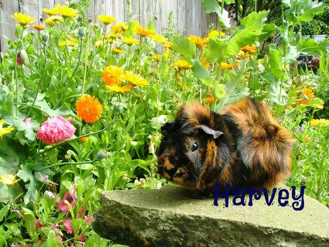 Harveyflowers.jpg