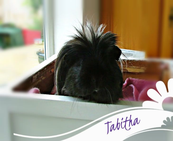 Tabitha.jpg