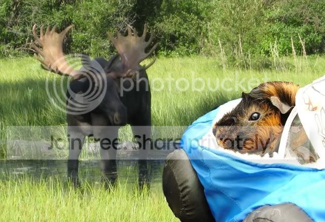 harveymoose.jpg