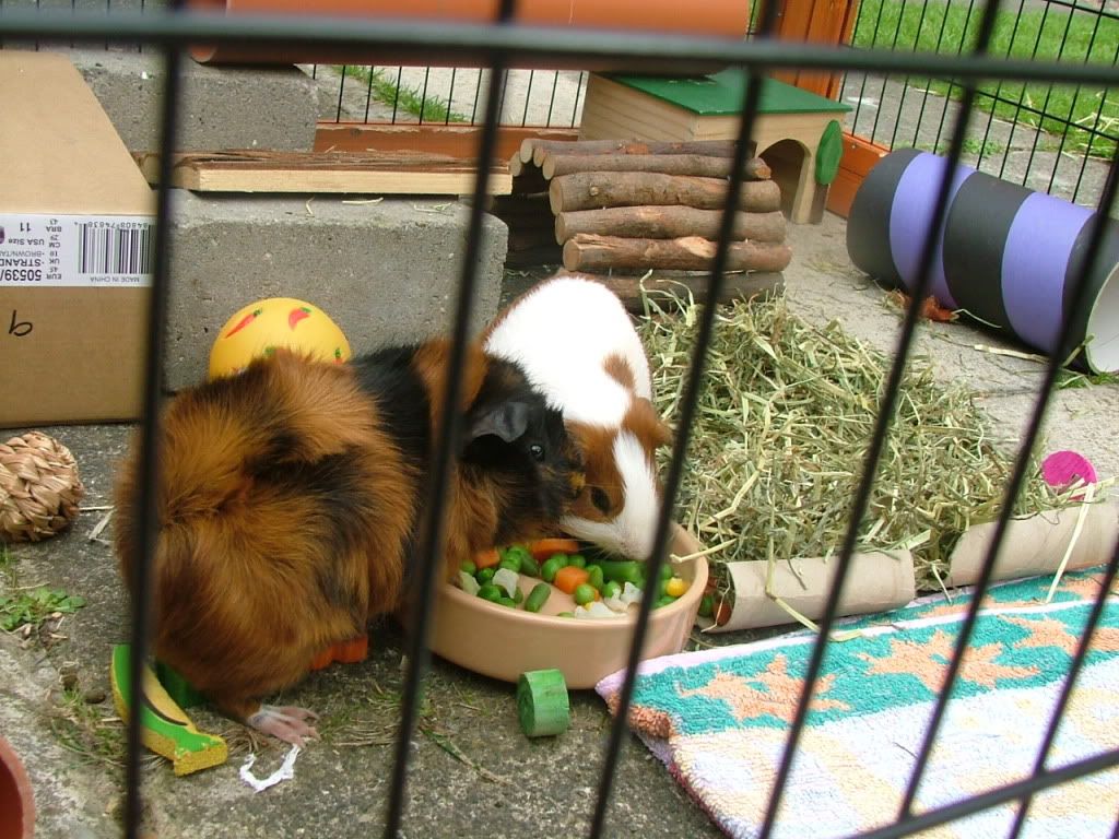 VeggieParade.jpg
