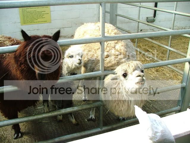 alpacas.jpg