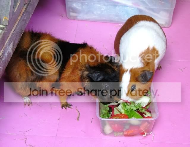 Awwwwdinnertime.jpg
