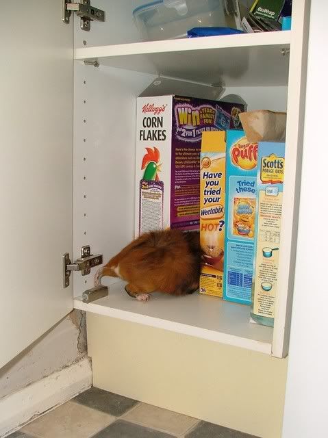 Ivefoundfoood.jpg