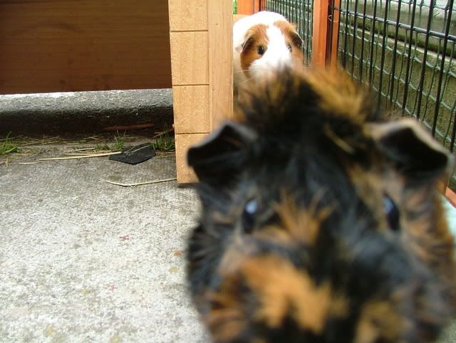 Pigwigawoo.jpg
