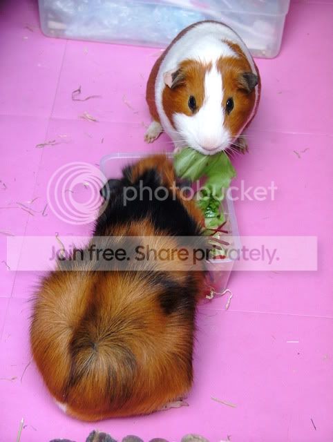 dinnertime.jpg