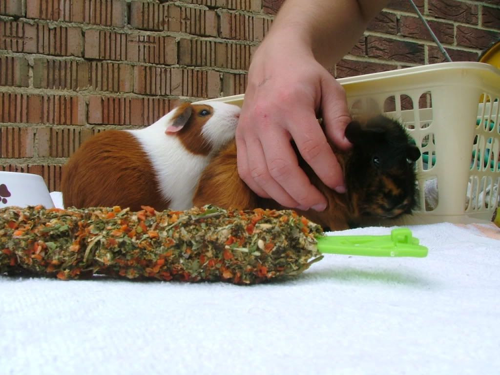 cuddleme.jpg
