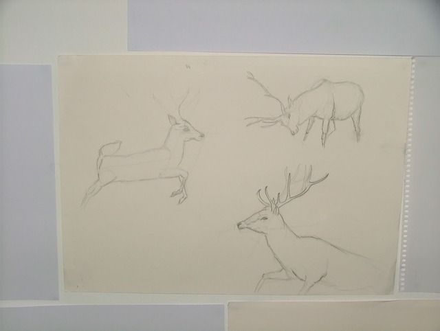 deer.jpg