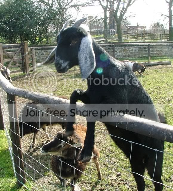 goat.jpg