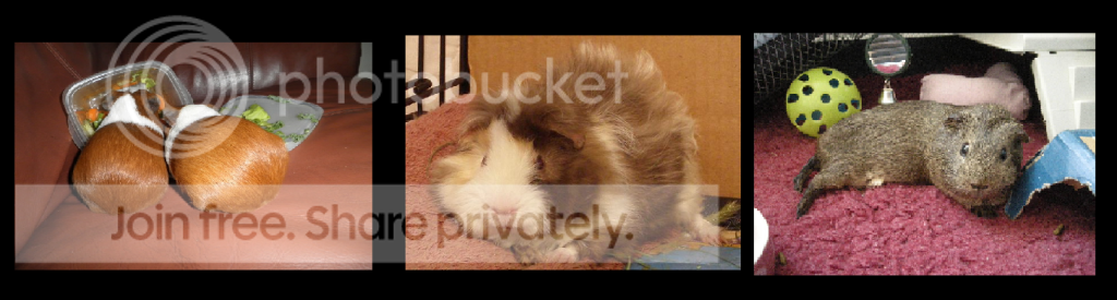 pigwigs.png
