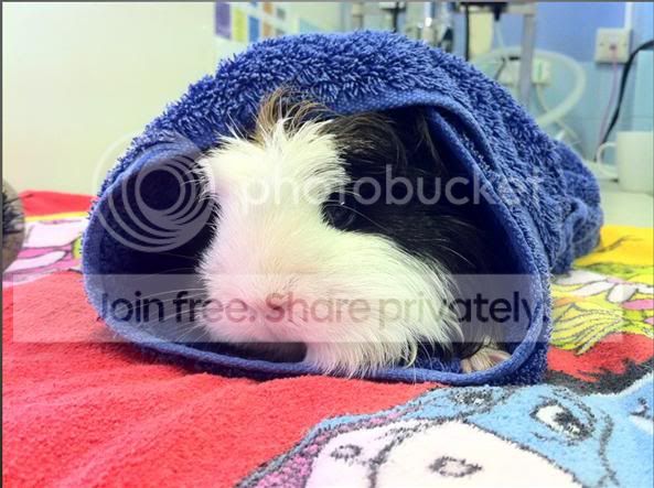 sleepypiggieSPECIALPRIZE.jpg