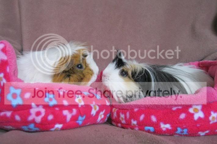 sleepypiggiefifthplace.jpg