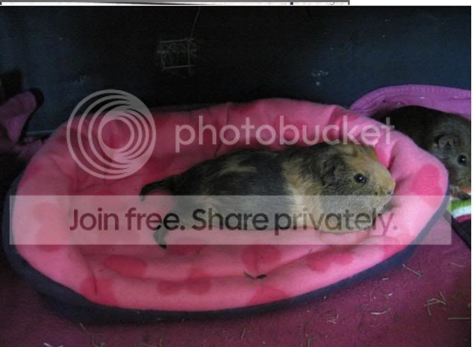 sleepypiggiefourthplace.jpg