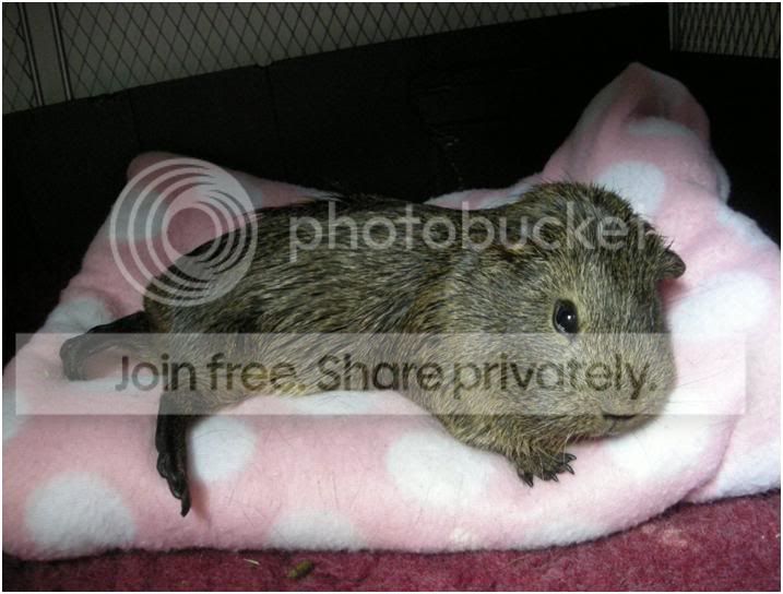 sleepypiggiesecondplace.jpg