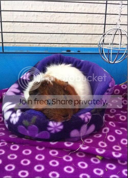sleepypiggiethirdplace.jpg