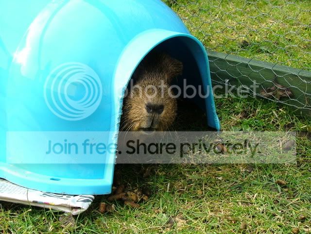 Maypeekaboo.jpg