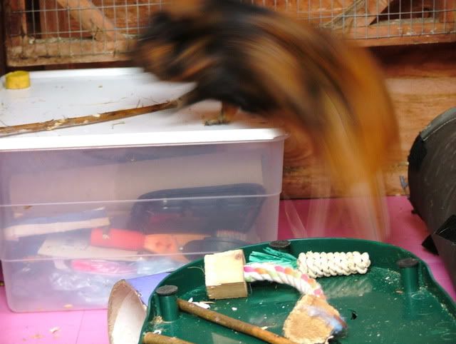 wheeeactionshot.jpg